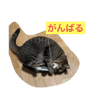 しーにゃんスタンプ②（個別スタンプ：15）