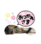 しーにゃんスタンプ②（個別スタンプ：16）