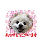 わんことハリネズミ（個別スタンプ：4）