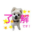 わんことハリネズミ（個別スタンプ：5）