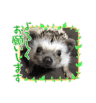 わんことハリネズミ（個別スタンプ：6）