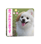 わんことハリネズミ（個別スタンプ：9）