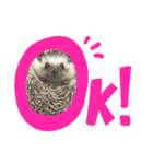 わんことハリネズミ（個別スタンプ：10）