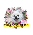 わんことハリネズミ（個別スタンプ：11）