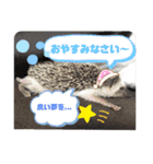 わんことハリネズミ（個別スタンプ：12）