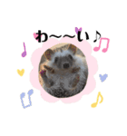 わんことハリネズミ（個別スタンプ：14）