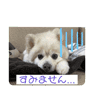 わんことハリネズミ（個別スタンプ：15）