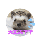 わんことハリネズミ（個別スタンプ：16）