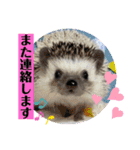 わんことハリネズミ（個別スタンプ：18）