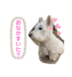 つみれ ①（個別スタンプ：12）