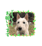 つみれ ①（個別スタンプ：13）