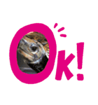 俺らの趣味手帳(生き物マニアの集い)（個別スタンプ：3）