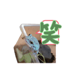 俺らの趣味手帳(生き物マニアの集い)（個別スタンプ：11）