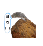 俺らの趣味手帳(生き物マニアの集い)（個別スタンプ：13）