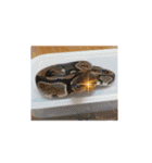 俺らの趣味手帳(生き物マニアの集い)（個別スタンプ：14）