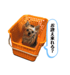 松永ひめちゃんのスタンプ3（個別スタンプ：17）