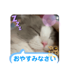 ラグドールミミちゃん（あいさつ）（個別スタンプ：4）