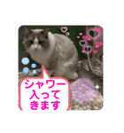ラグドールミミちゃん（あいさつ）（個別スタンプ：5）