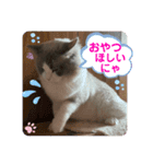 ラグドールミミちゃん（あいさつ）（個別スタンプ：8）