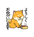 柴犬むちの毎日（個別スタンプ：9）