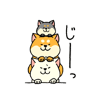 柴犬むちの毎日（個別スタンプ：19）