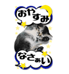 るぅ。のにゃんこ指定★BIG★こねこ盛り（個別スタンプ：28）