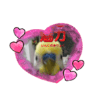 LOVE♡クルちゃん（個別スタンプ：13）