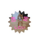 豆柴の毎日使えるスタンプ第2弾（個別スタンプ：4）