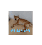 豆柴の毎日使えるスタンプ第2弾（個別スタンプ：6）
