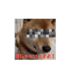 豆柴の毎日使えるスタンプ第2弾（個別スタンプ：7）