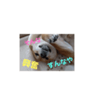 豆柴の毎日使えるスタンプ第2弾（個別スタンプ：12）