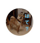 豆柴の毎日使えるスタンプ第2弾（個別スタンプ：13）