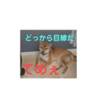 豆柴の毎日使えるスタンプ第2弾（個別スタンプ：14）