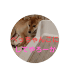 豆柴の毎日使えるスタンプ第2弾（個別スタンプ：15）