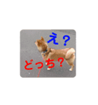 豆柴の毎日使えるスタンプ第2弾（個別スタンプ：16）