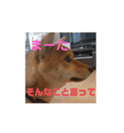 豆柴の毎日使えるスタンプ第2弾（個別スタンプ：17）