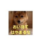 豆柴の毎日使えるスタンプ第2弾（個別スタンプ：18）