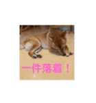 豆柴の毎日使えるスタンプ第2弾（個別スタンプ：19）