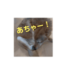 豆柴の毎日使えるスタンプ第2弾（個別スタンプ：20）