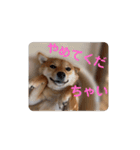 豆柴の毎日使えるスタンプ第2弾（個別スタンプ：22）
