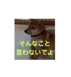 豆柴の毎日使えるスタンプ第2弾（個別スタンプ：24）