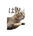 近所の猫ぽんたくんのスタンプ2（猫写真）（個別スタンプ：1）