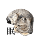 近所の猫ぽんたくんのスタンプ2（猫写真）（個別スタンプ：2）