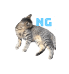 近所の猫ぽんたくんのスタンプ2（猫写真）（個別スタンプ：3）