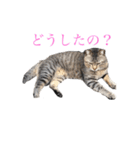 近所の猫ぽんたくんのスタンプ2（猫写真）（個別スタンプ：5）