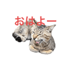 近所の猫ぽんたくんのスタンプ2（猫写真）（個別スタンプ：7）