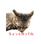 近所の猫ぽんたくんのスタンプ2（猫写真）（個別スタンプ：8）