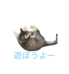 近所の猫ぽんたくんのスタンプ2（猫写真）（個別スタンプ：9）