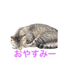 近所の猫ぽんたくんのスタンプ2（猫写真）（個別スタンプ：10）