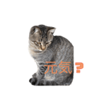 近所の猫ぽんたくんのスタンプ2（猫写真）（個別スタンプ：11）